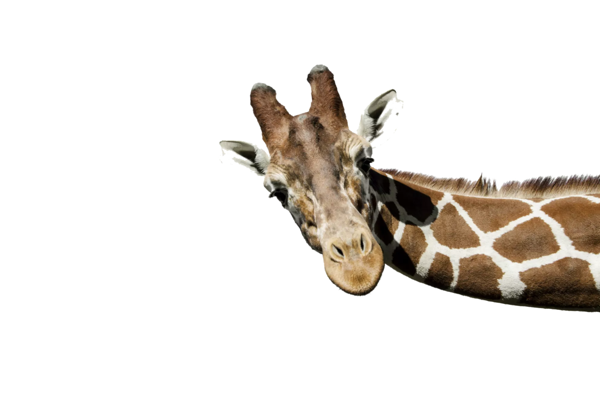 giraffe